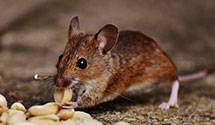 24 Hour & Emergency Exterminators in Reserve, MT